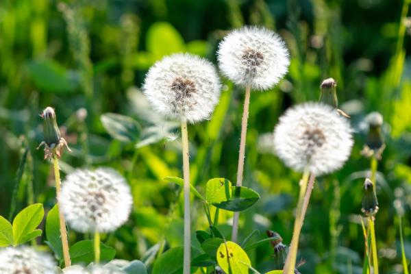 蒲公英在几月开花的，在4-9月份开花