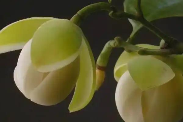 夜合花的家庭养殖方法，不能长期处在完全阴暗的环境中