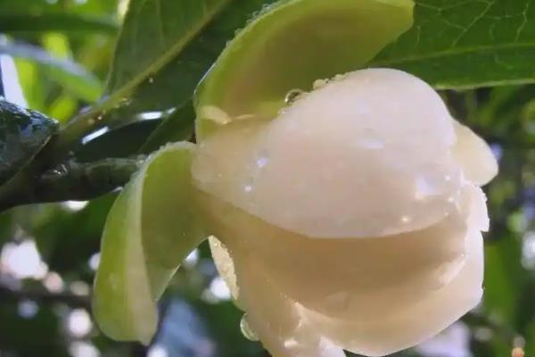 夜合花的家庭养殖方法，不能长期处在完全阴暗的环境中