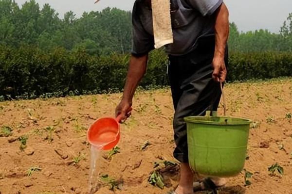 甘薯怎么施肥，根据产量决定施肥量