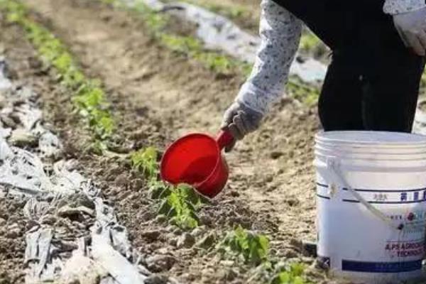 甘薯怎么施肥，根据产量决定施肥量