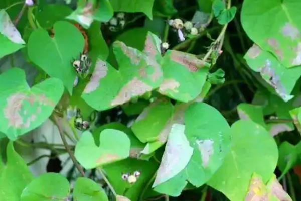 甘薯怎么施肥，根据产量决定施肥量