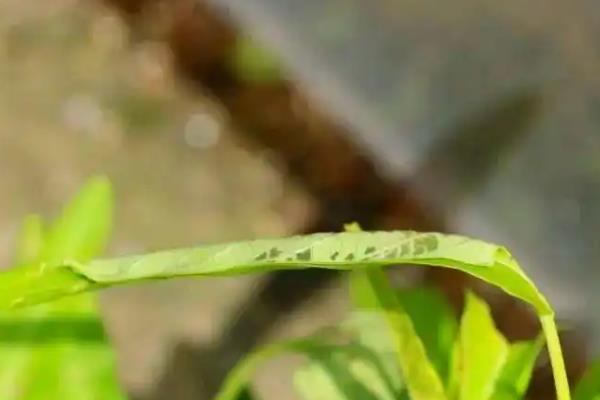 甘薯怎么施肥，根据产量决定施肥量