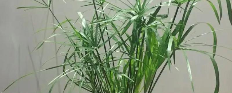 水竹的养护方法，平时放在有散射光的地方