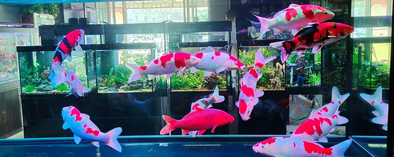 锦鲤缸什么时候放盐，锦鲤患病时才能使用