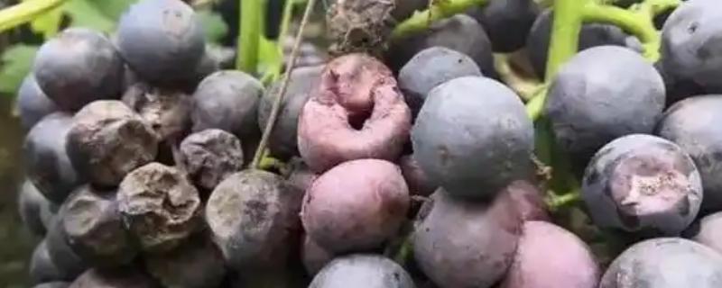 葡萄黑腐病的受害症状，发病初期产生紫褐色小斑点