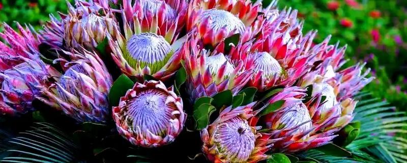 帝王花的外观，花蕊被苞叶所包围