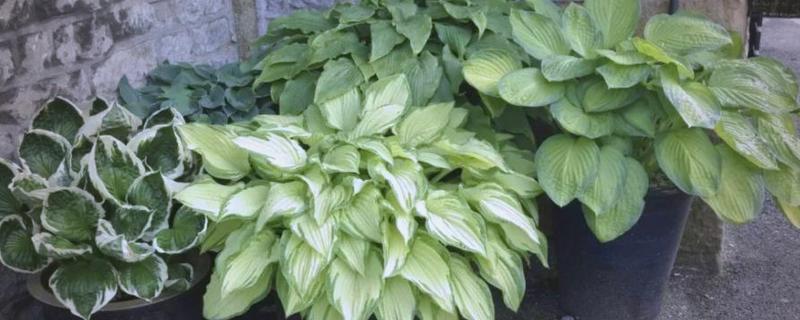 玉簪花叶子边干枯的原因，可能是光照过强所致