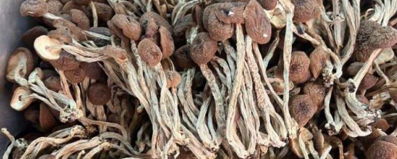 茶树菇产于哪里，主产于江西和福建