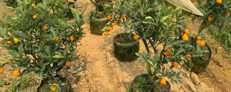 金桔在北方好不好养，温度低于7℃会被冻伤