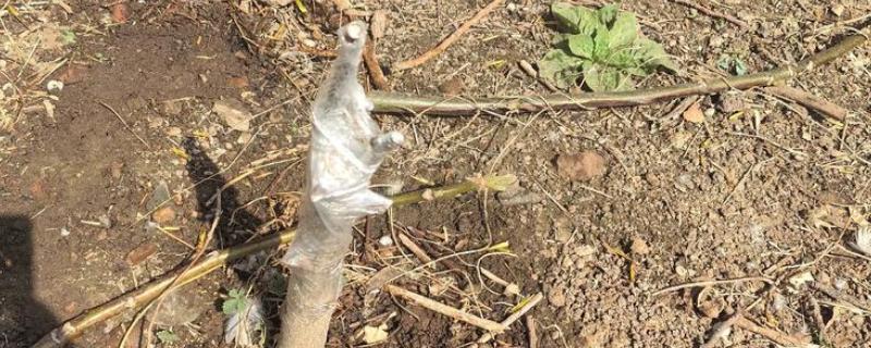 核桃树什么时候嫁接，最佳时间为4月份