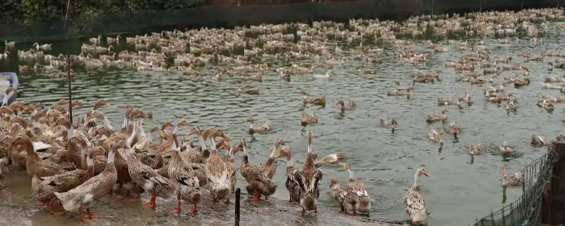 夏天如何养鸭子，需要配制高温专用饲料