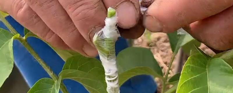 桃树苗的嫁接方式，以枝接、芽接为主