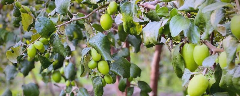 牛奶大青枣是不是嫁接的，是嫁接的