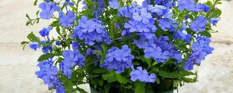 怎么修剪才能让蓝雪花多开花，苗期摘除茎干顶端的芽点