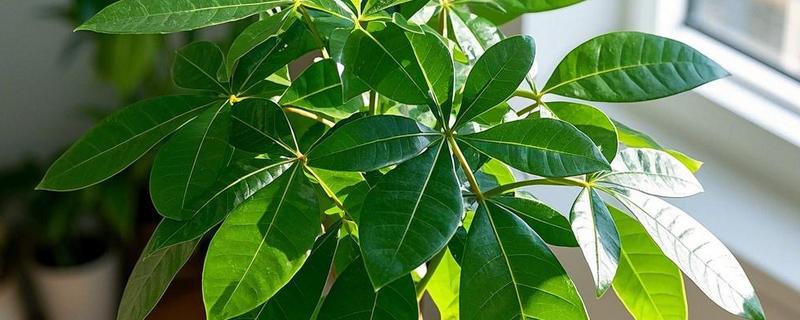 发财树是如何浇水的，天气晴朗时向植株每隔2-3天喷洒水分