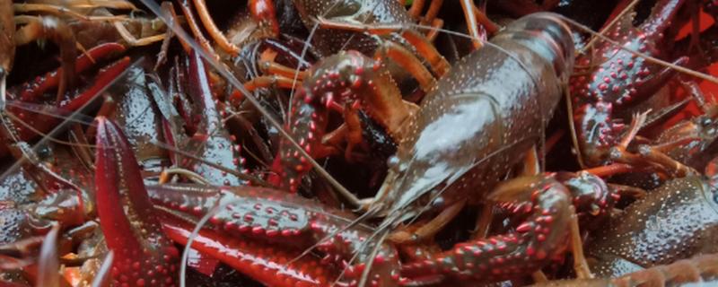 龙虾怎么养殖，放苗前要施肥培育生物饵料