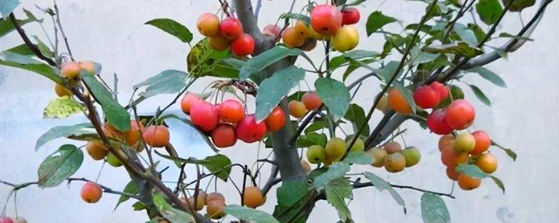 冬红果在几月份开花，在4月份开花