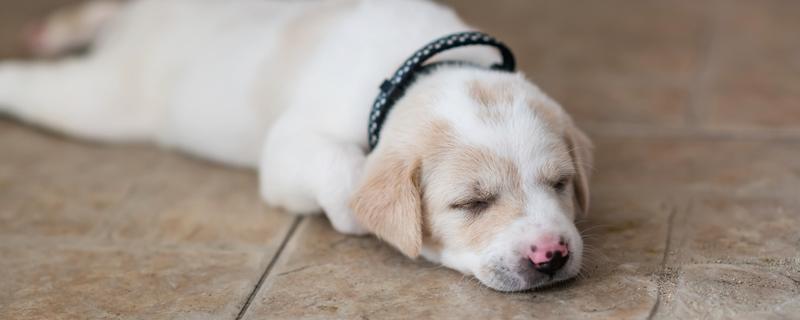 狗能不能吃芒果，饲喂后会引发呼吸困难、心脏积水等问题