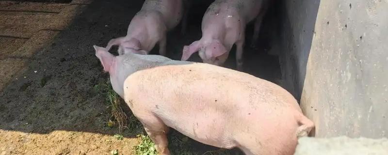 猪拉水泥样稀粪是什么病，是患上了增生性回肠炎