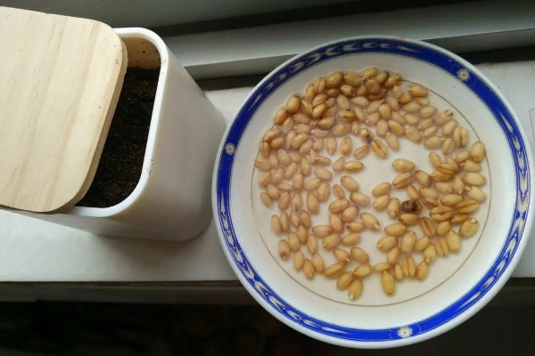 赤霉酸的作用，可以提高结实率