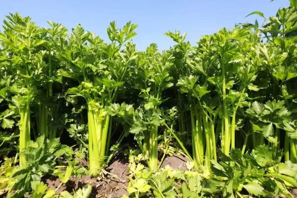 芹菜的亩产量，可以产2000-3000公斤