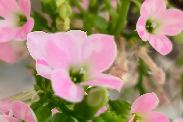 长寿花的种类,常见的有卡罗琳、萨姆巴等