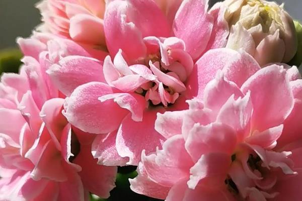 长寿花的种类,常见的有卡罗琳、萨姆巴等