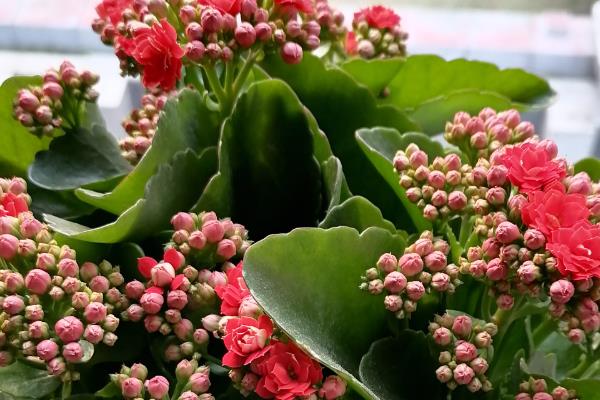 长寿花的种类,常见的有卡罗琳、萨姆巴等