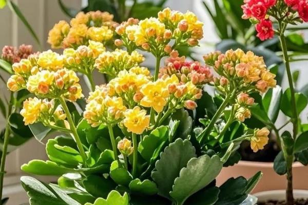 长寿花的种类,常见的有卡罗琳、萨姆巴等