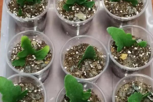 长寿花的种类,常见的有卡罗琳、萨姆巴等