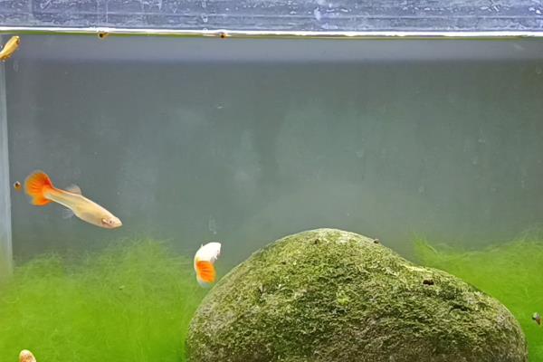 孔雀鱼被挤了会不会死亡,取决于被挤后的状态