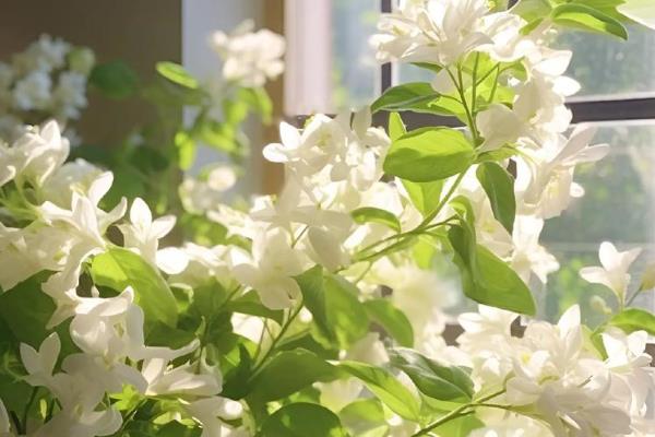 茉莉怎么施肥，花期每周喷一次磷酸二氢钾