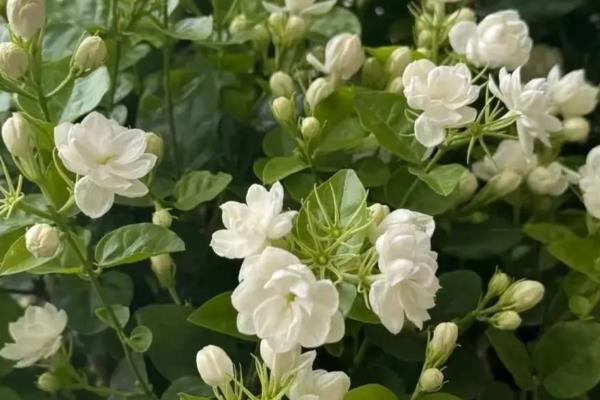 茉莉怎么施肥，花期每周喷一次磷酸二氢钾