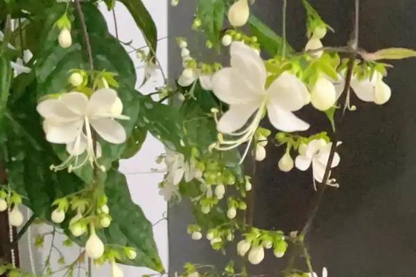 茉莉怎么施肥，花期每周喷一次磷酸二氢钾