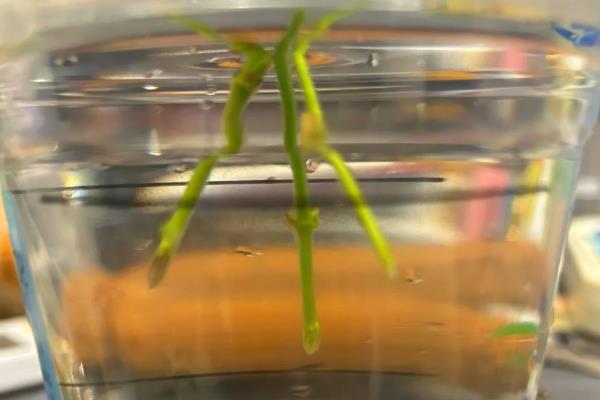 茉莉怎么施肥，花期每周喷一次磷酸二氢钾