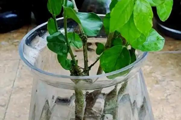 茉莉怎么施肥，花期每周喷一次磷酸二氢钾