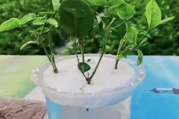 茉莉怎么施肥，花期每周喷一次磷酸二氢钾