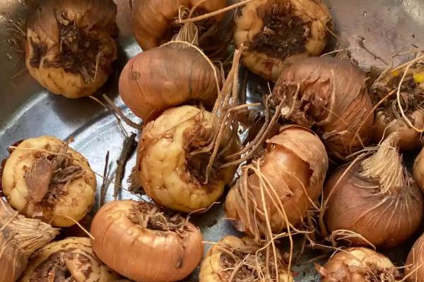 唐菖蒲的养殖数量,花盆较大可以种2-3个