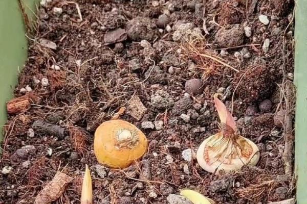 唐菖蒲的养殖数量,花盆较大可以种2-3个