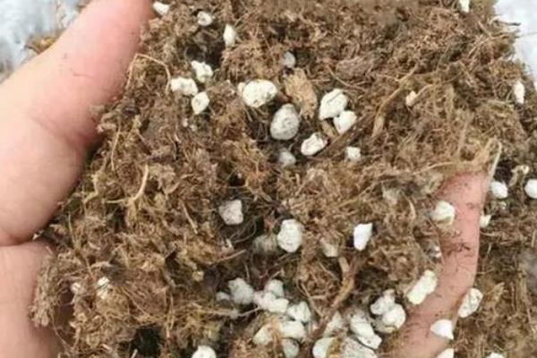 唐菖蒲的养殖数量,花盆较大可以种2-3个