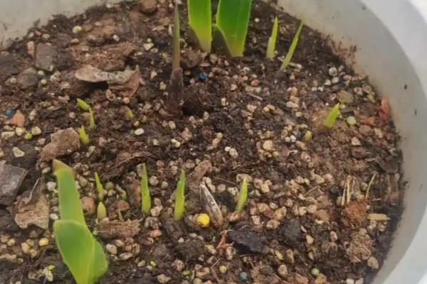 唐菖蒲的养殖数量,花盆较大可以种2-3个