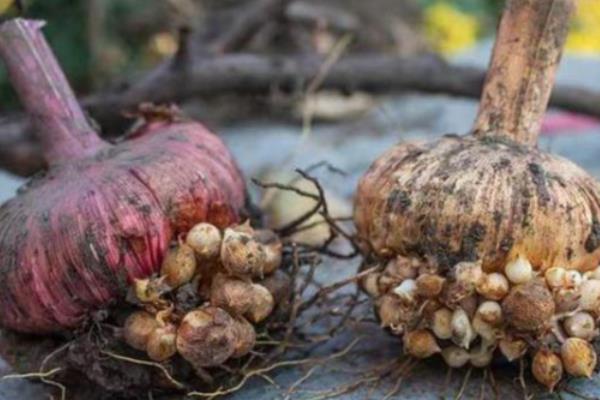 唐菖蒲的养殖数量,花盆较大可以种2-3个