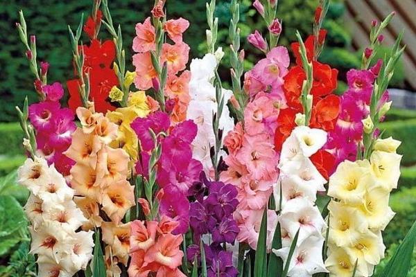 唐菖蒲的养殖数量,花盆较大可以种2-3个