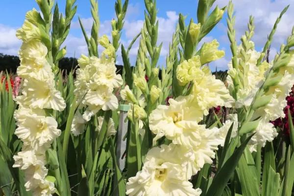 唐菖蒲的养殖数量,花盆较大可以种2-3个