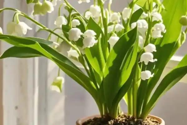 铃兰花适合深盆种植吗，铃兰花适合深盆