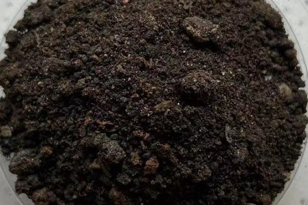 铃兰花适合深盆种植吗，铃兰花适合深盆