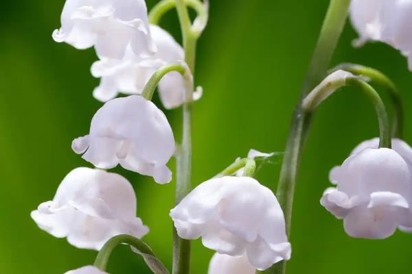 铃兰花适合深盆种植吗，铃兰花适合深盆