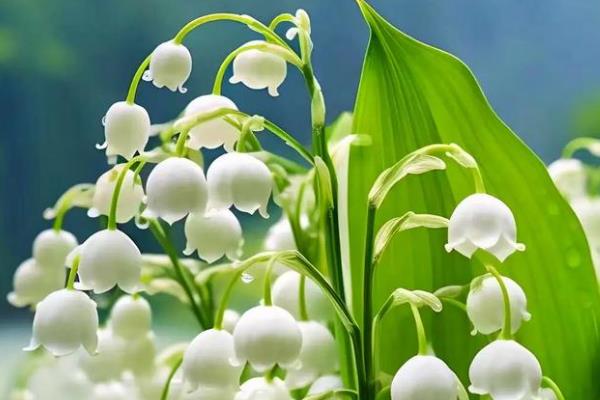 铃兰花适合深盆种植吗，铃兰花适合深盆