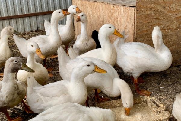 鹅下蛋年限,3年后会被慢慢淘汰